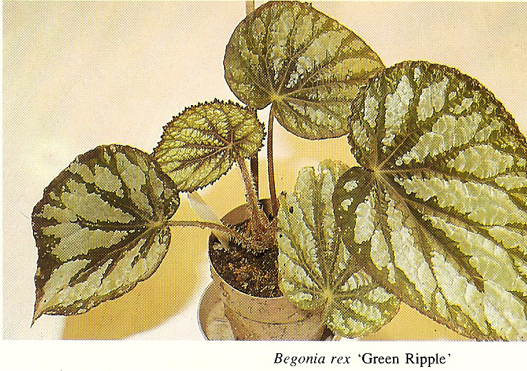 B. ‘Green Ripple’